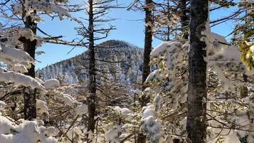A forest with snow-covered trees and a mountain in the background.