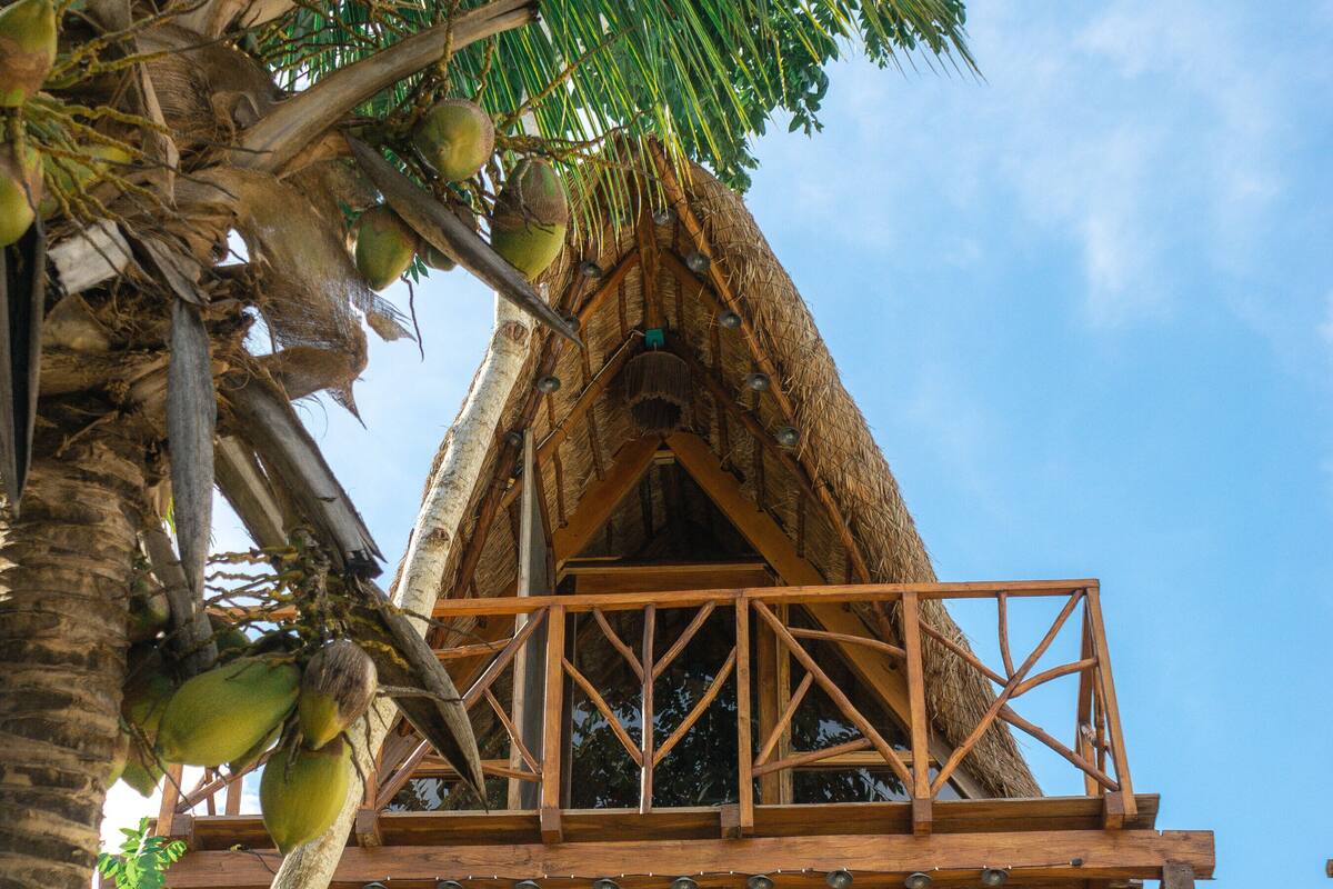 A thatched-roof building with a wooden balcony, surrounded by palm trees and coconuts.