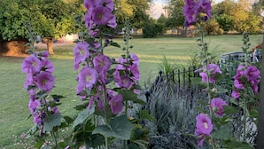 Un jardín con flores moradas altas y follaje verde.