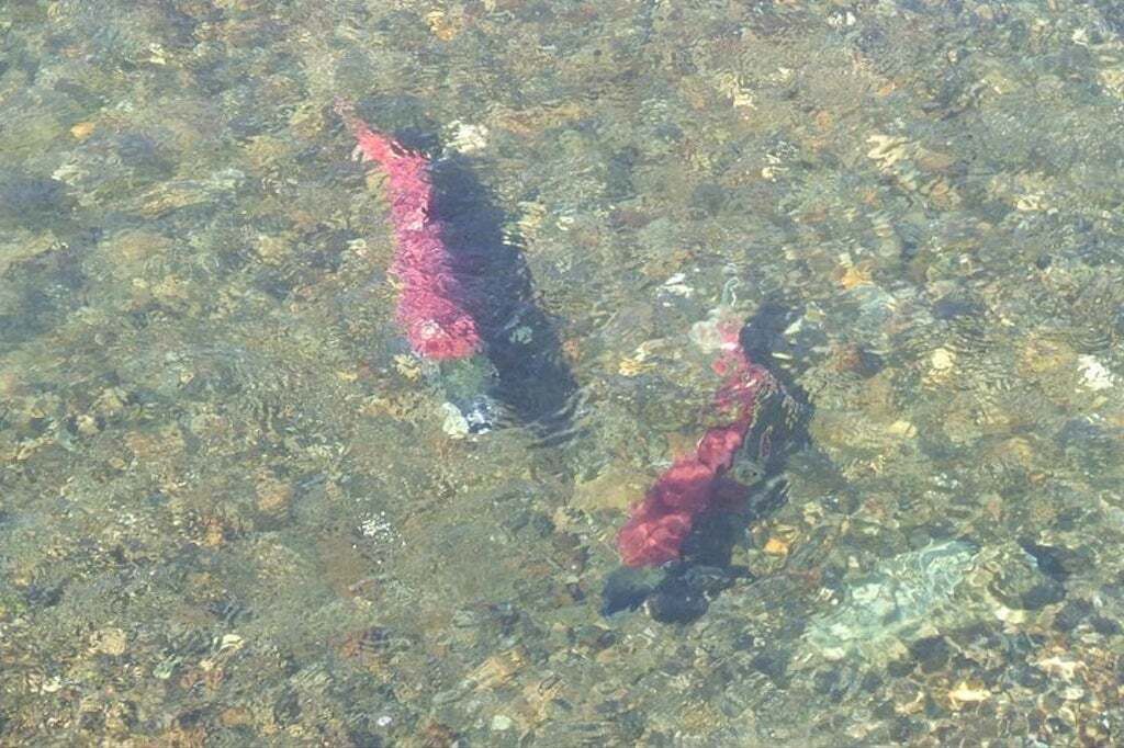 Una vista despejada de un río con dos peces nadando.