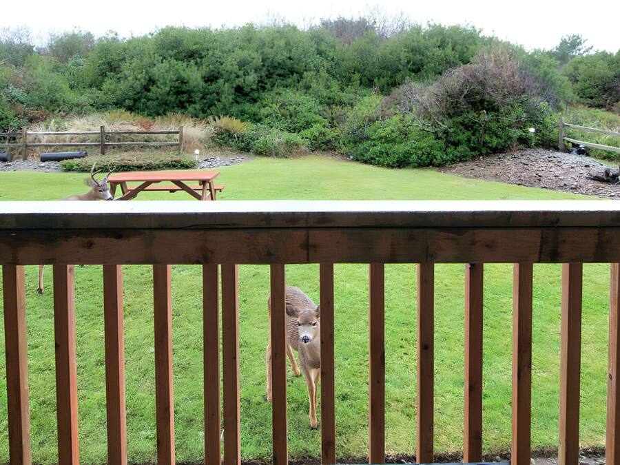 A fenced outdoor area with a picnic table and a deer in the background.
