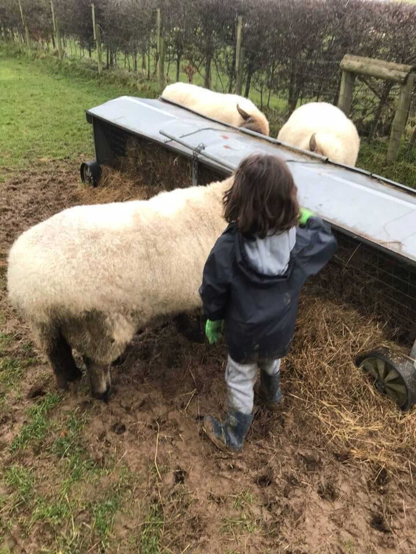 A child interacting with sheep near a feeding trough in a rural setting.