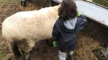 A child interacting with sheep near a feeding trough in a rural setting.