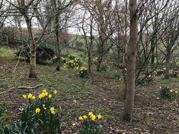 Cottage | Exterior - Y Twlc Mochyn - Ecofriendly - Farm Animals (Corwen)