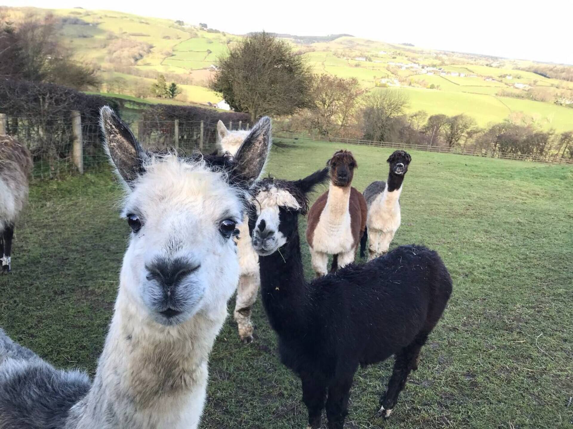 A group of llamas in a grassy field with a fence and hills in the background.