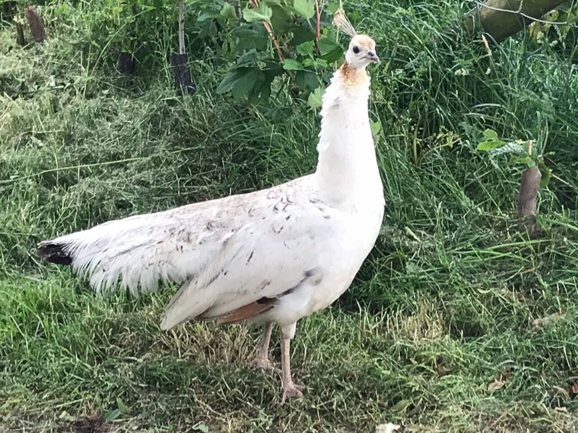 A bird standing on grass.