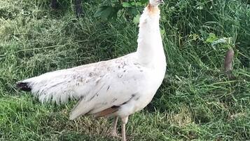 A bird standing on grass.