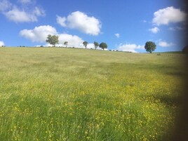 Un campo cubierto de césped con flores amarillas y árboles al fondo.