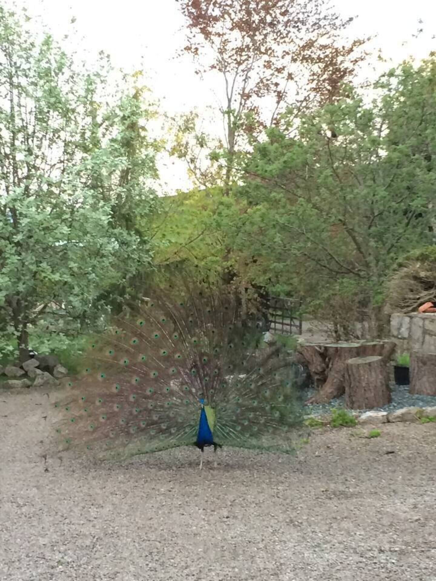 Un pavo real despliega sus plumas de cola en un entorno natural con árboles y un fondo rocoso.
