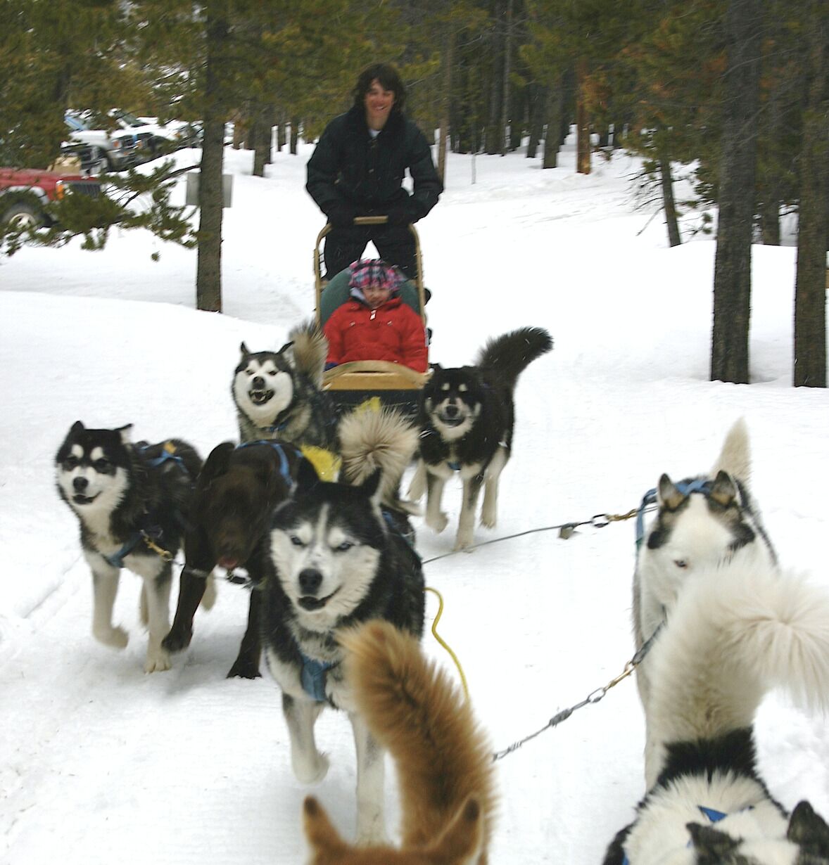 A person in a red jacket riding a sled pulled by husky dogs.