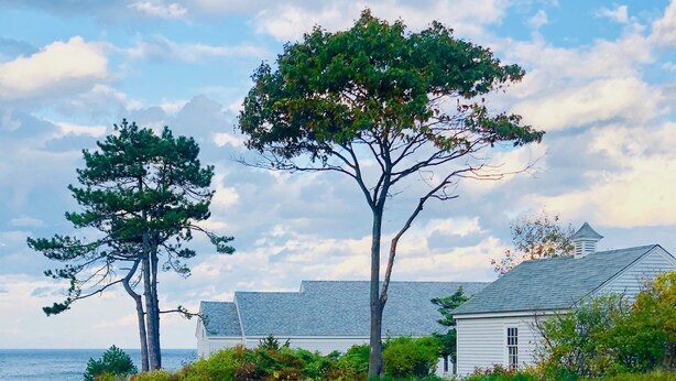 A coastal landscape with a white building, two prominent trees, and a view of the sea.