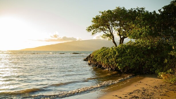 Una playa con un árbol y arbustos, cielo despejado y mar tranquilo.