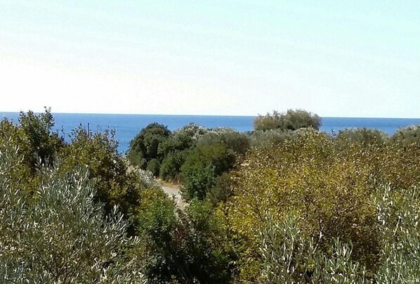 Un paysage côtier caractérisé par une végétation luxuriante et une vue dégagée sur la mer.