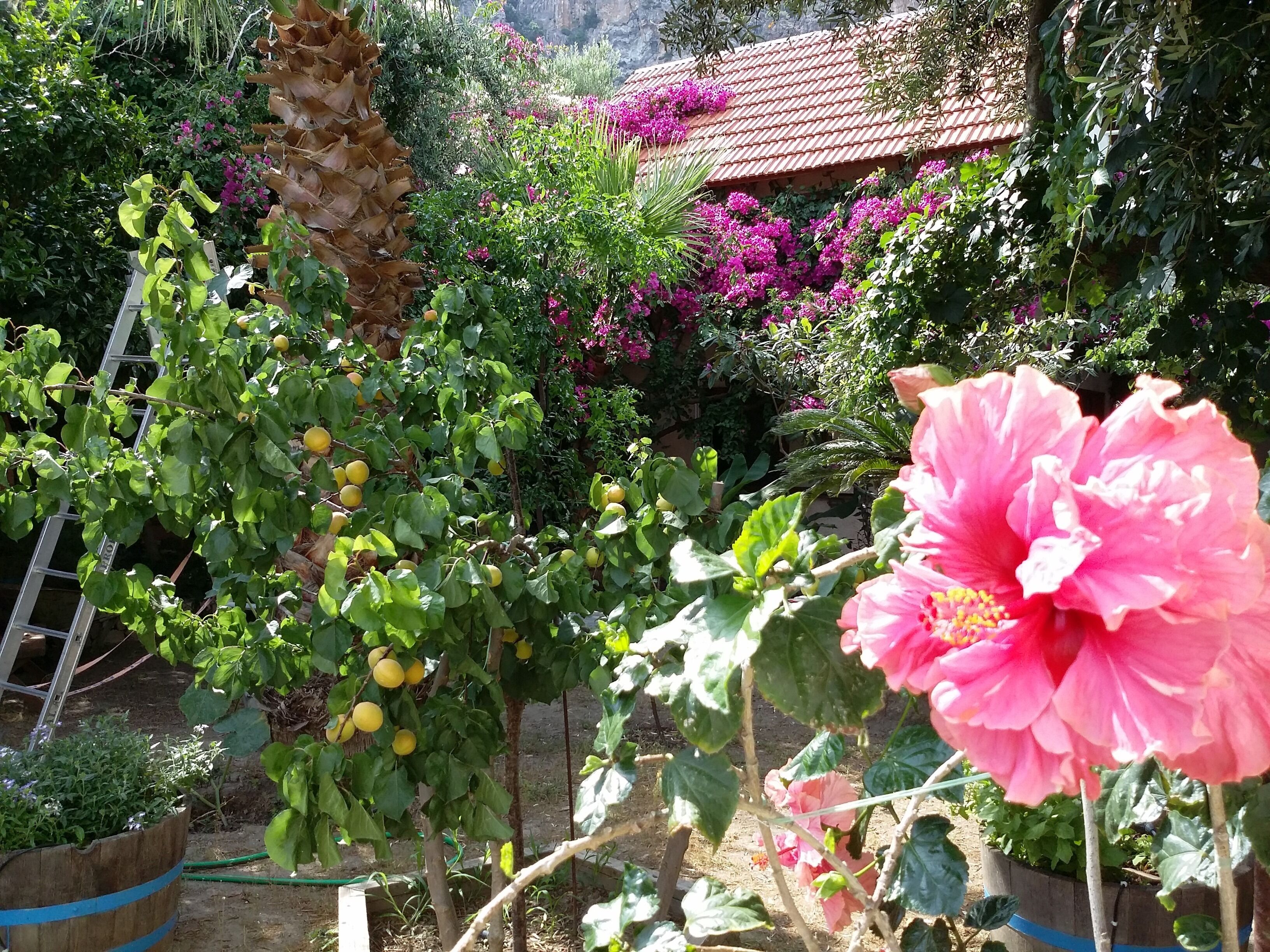 Un jardin avec différentes plantes et une grande fleur rose au premier plan.