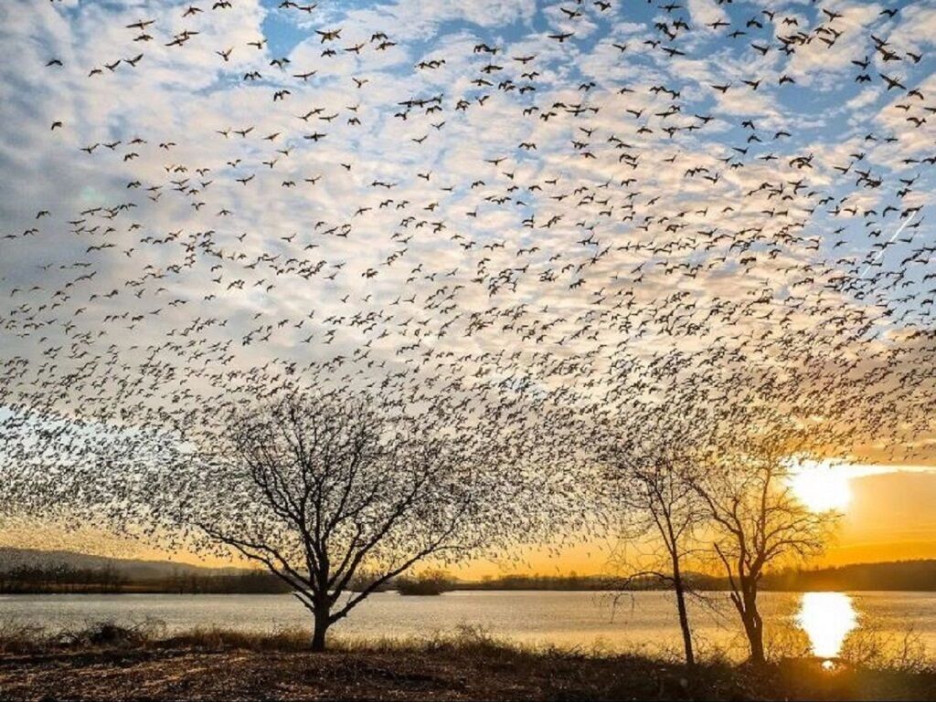 Una vista sul lago con alberi, un tramonto e uno stormo di uccelli nel cielo.