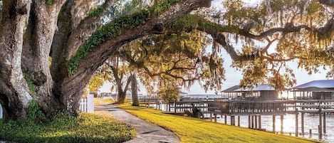 A waterfront walkway with large trees and a dock extending into the water.