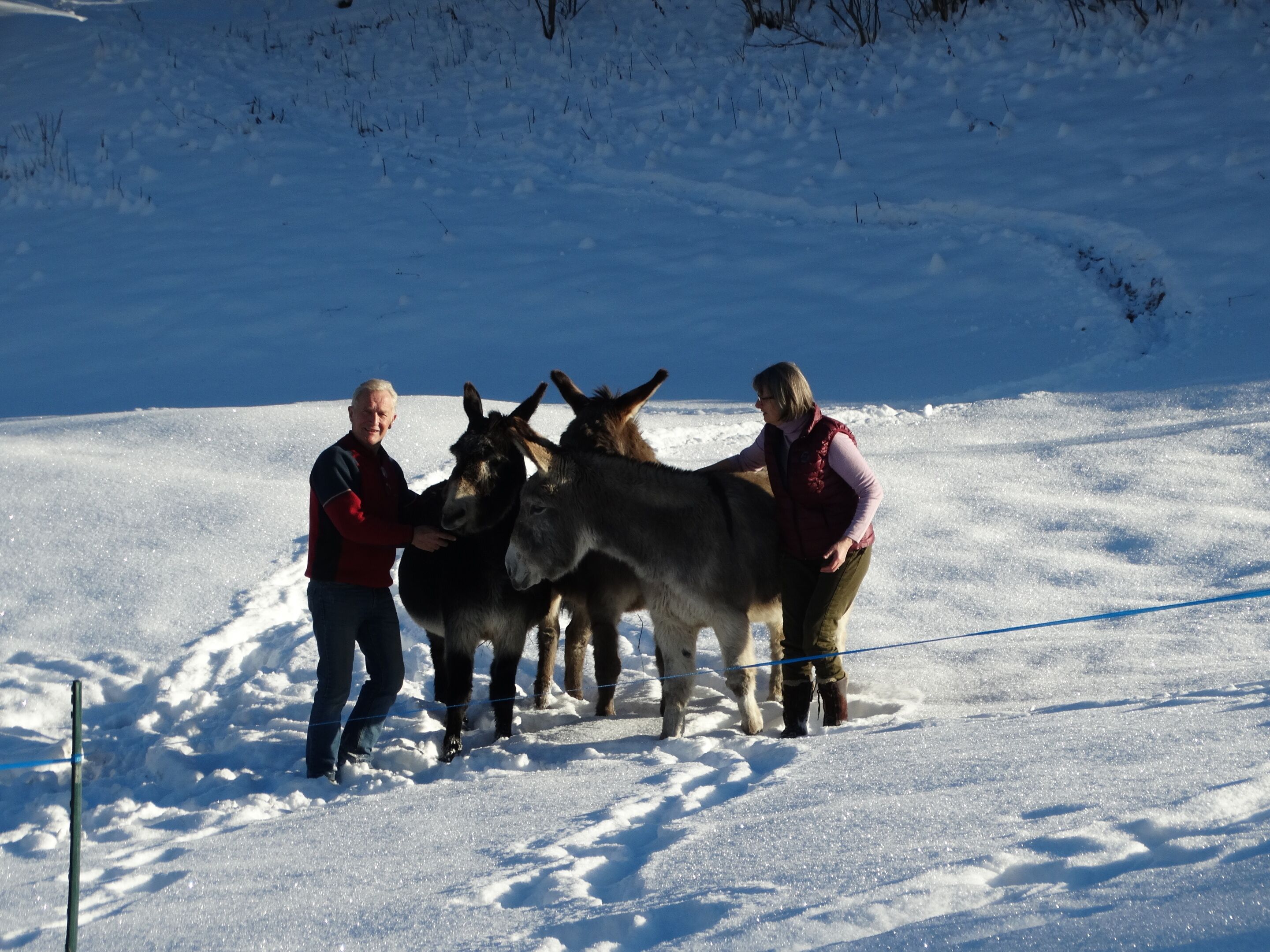 A snowy outdoor area with a person and two donkeys.