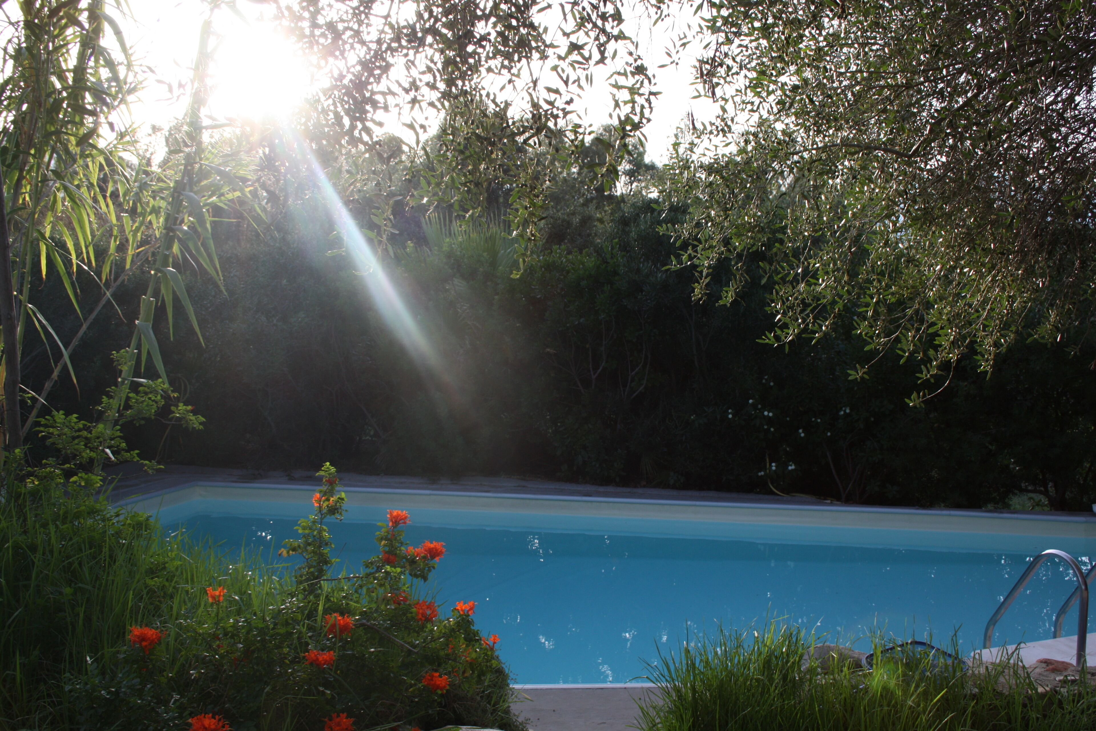 Una piscina circondata da vegetazione rigogliosa e fiori rossi.