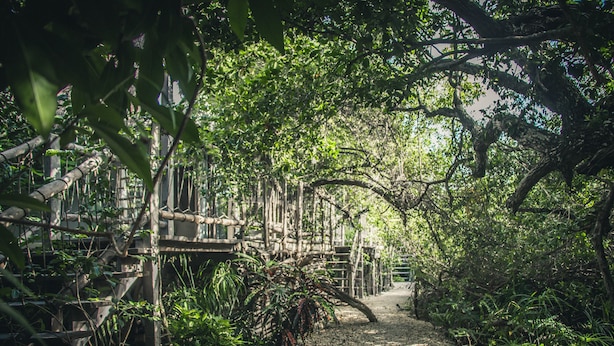 Un sentier qui traverse une forêt luxuriante et verdoyante, avec un pont en bois.