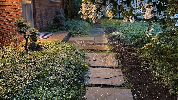A brick house with a pathway leading to a white flowering tree.