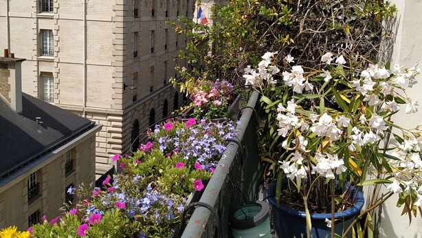 A balcony with a variety of potted plants and flowers.