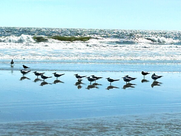 بالقرب من الشاطئ، كراسي للتشمس، مناشف للشاطئ