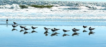 Walk 2 Shelter Cove Marina-Restaurants, Shops. Lots of space. Pool.Beach.Golf.