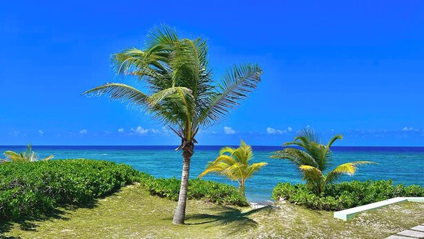 A tropical beach scene with palm trees and a clear blue sky. - BEACH and POOL at Rum Point - North Side in most secluded and tranquil area (North Side)