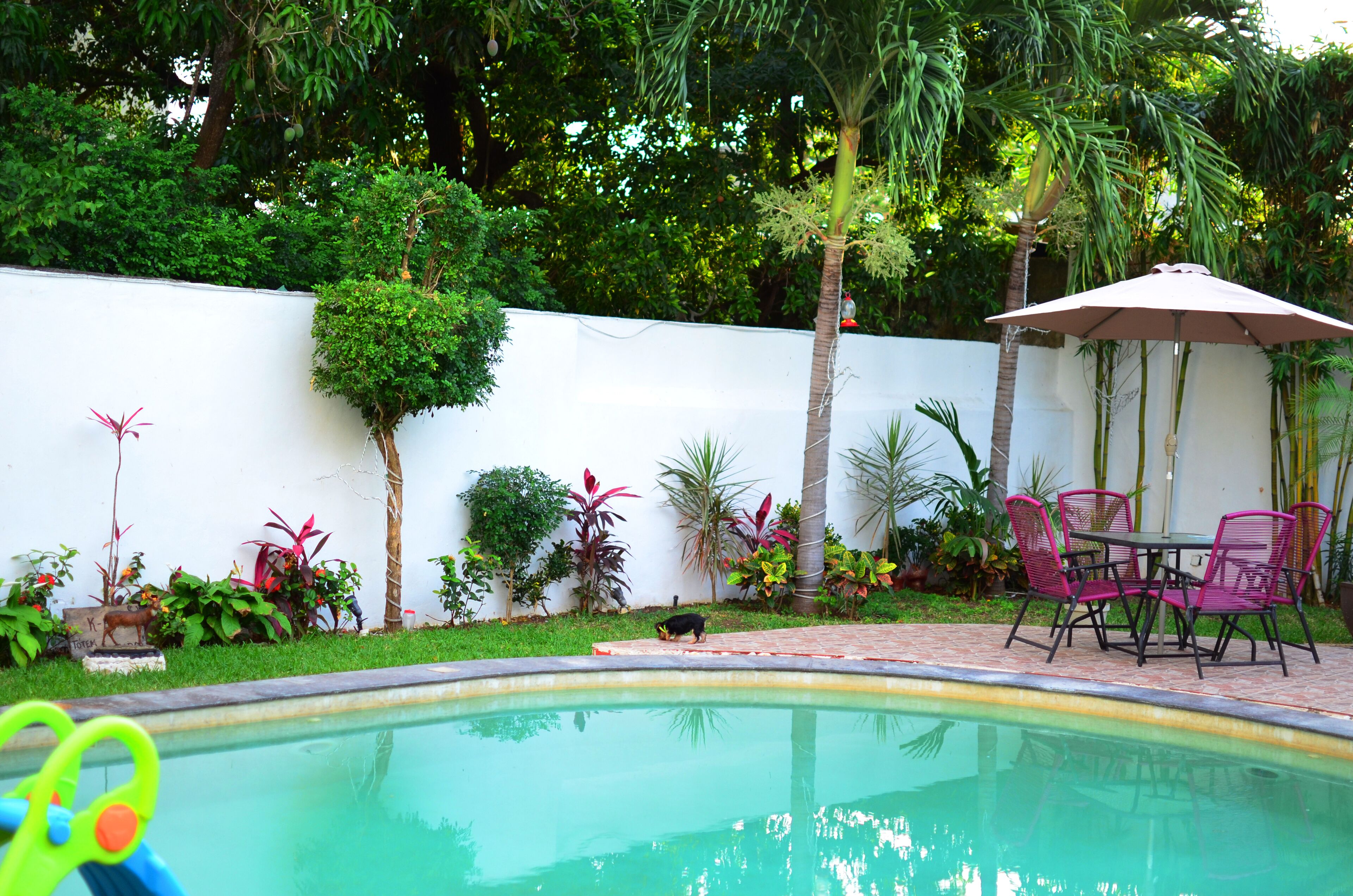 A swimming pool with a patio area, surrounded by lush greenery and a white wall.