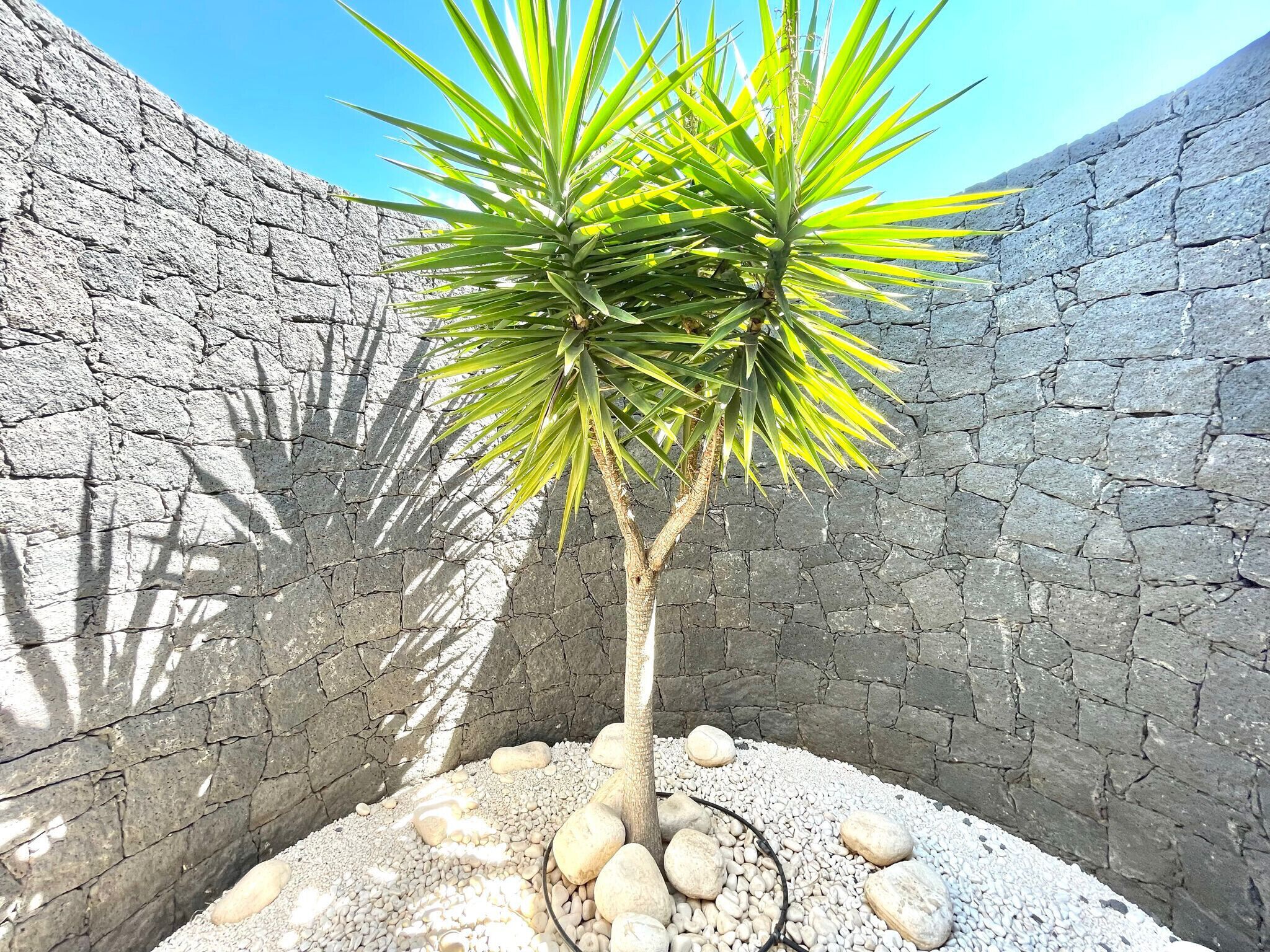 Un pequeño árbol con hojas verdes en un espacio rocoso y resguardado.