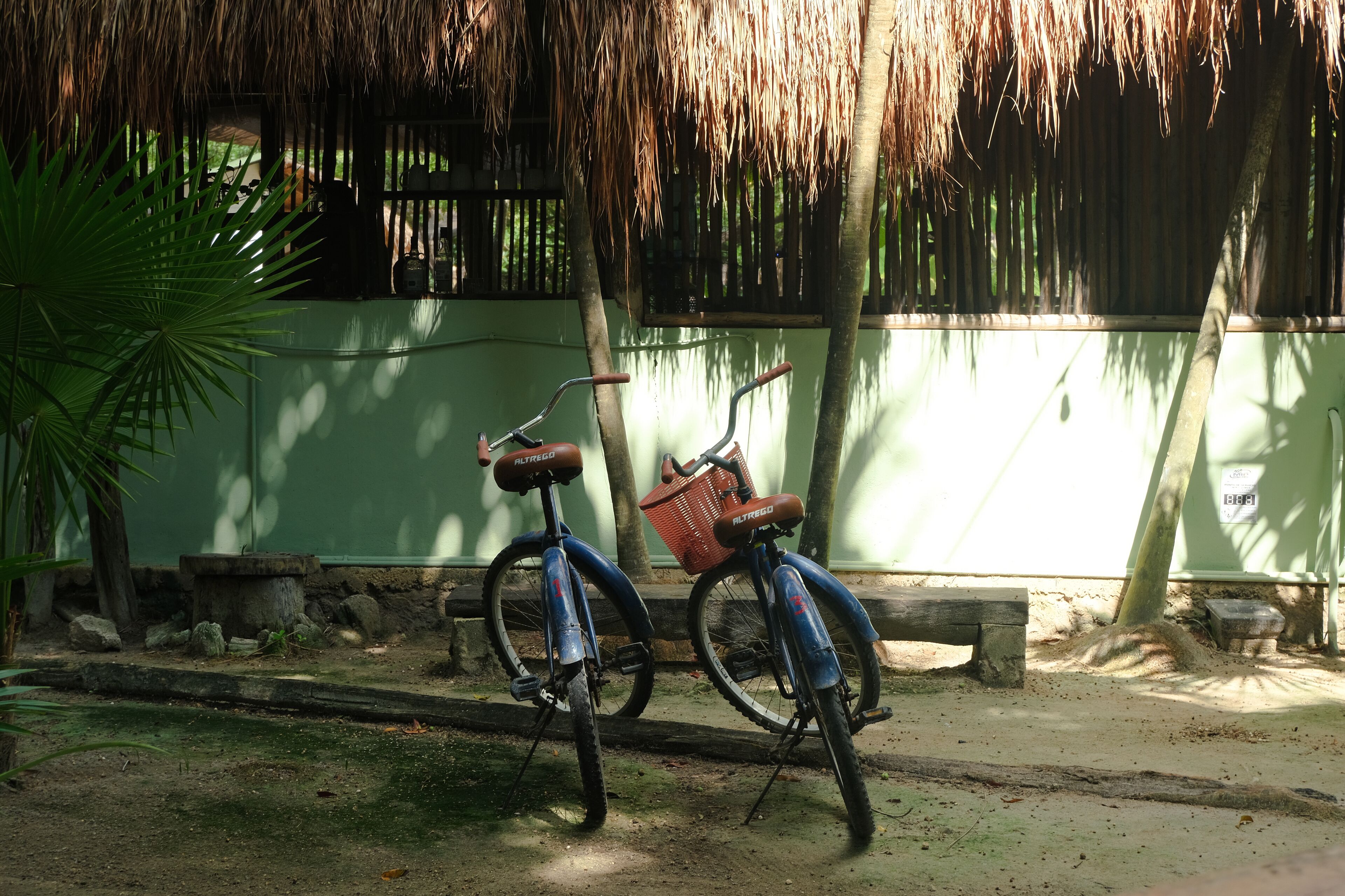 Two bicycles parked near a thatched roof structure, with a green wall and a palm tree in the foreground.