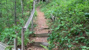 A wooden staircase leading to a cabin surrounded by dense forest.