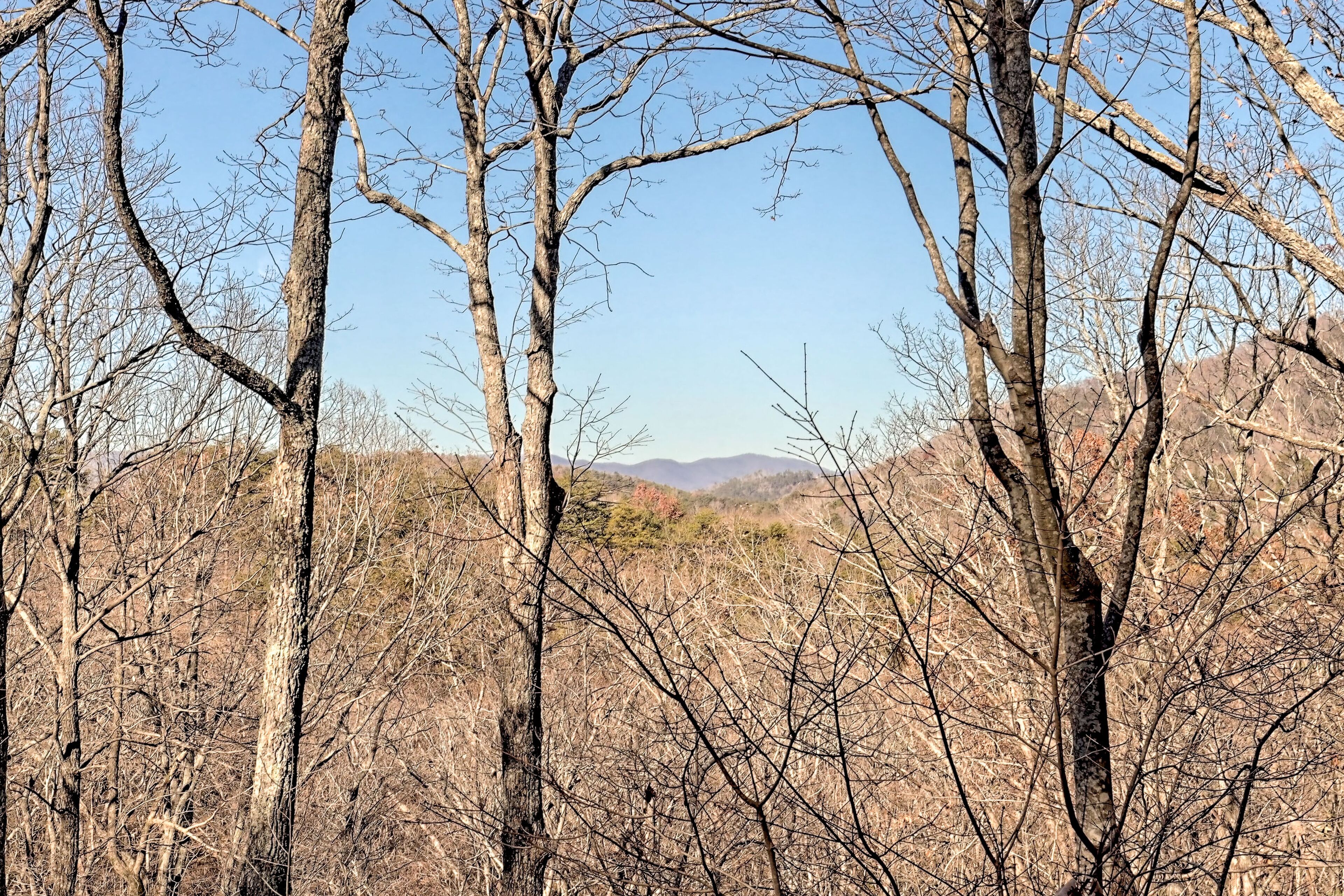 A forested area with tall trees and a distant view of mountains.