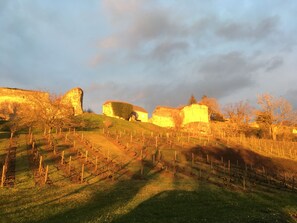 A vineyard with rows of grapevines and a historic stone structure in the background.