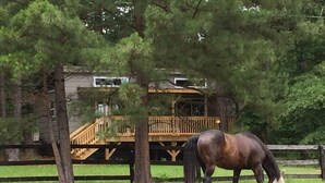 Un cheval broute dans un pré clôturé, avec une terrasse en bois et des arbres en arrière-plan.