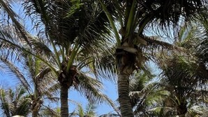 A tropical landscape with palm trees and a view of the ocean. - Suite & Pavilion Thien Kim (Cam Lam)