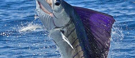A large fish leaping out of the water with a fishing hook in its mouth.