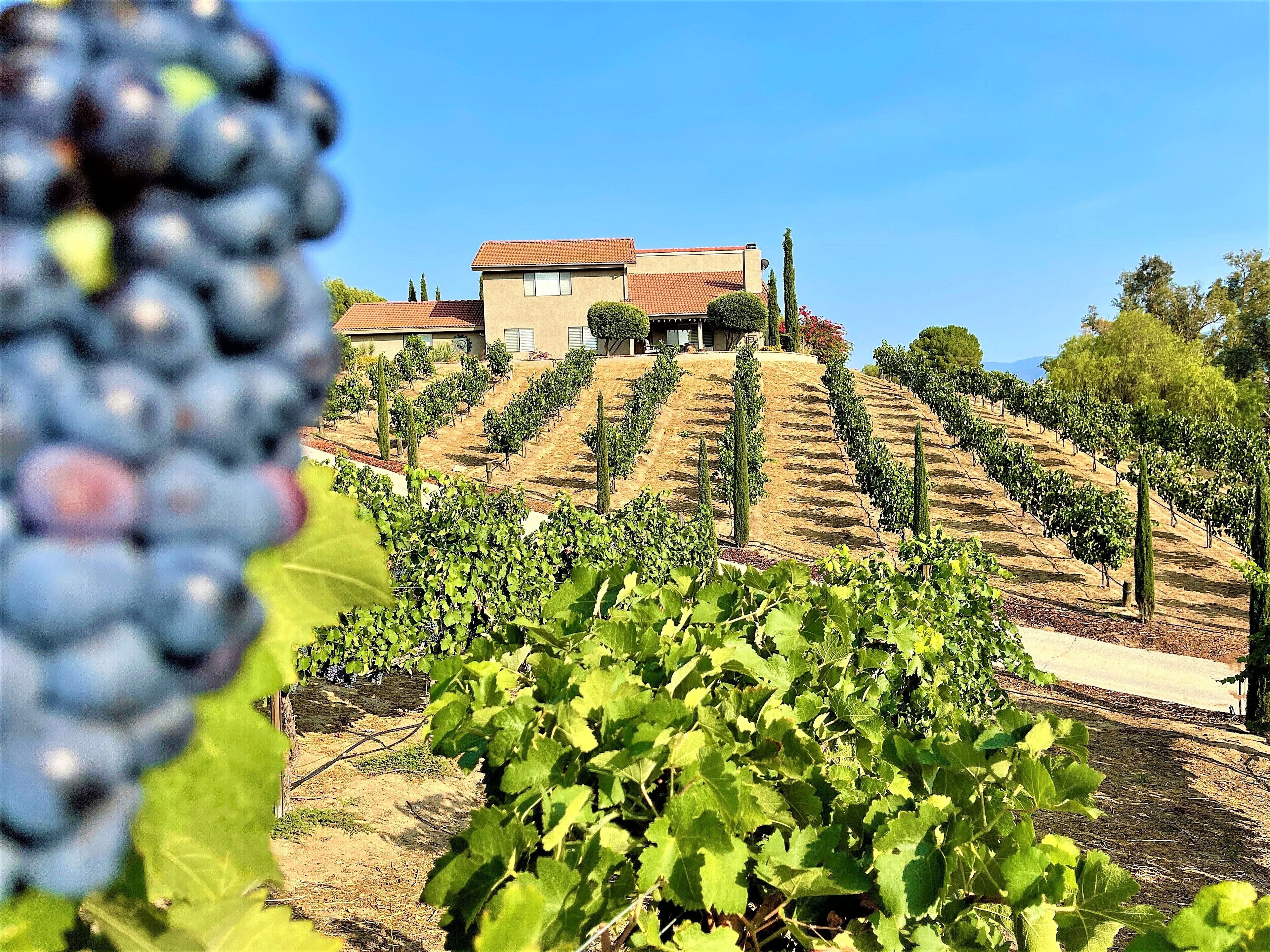 Via Vino Vineyard Estate   -   Hot Air Balloon Views