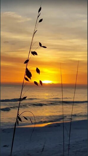 A beach scene with a sunset, waves, and a plant in the foreground.