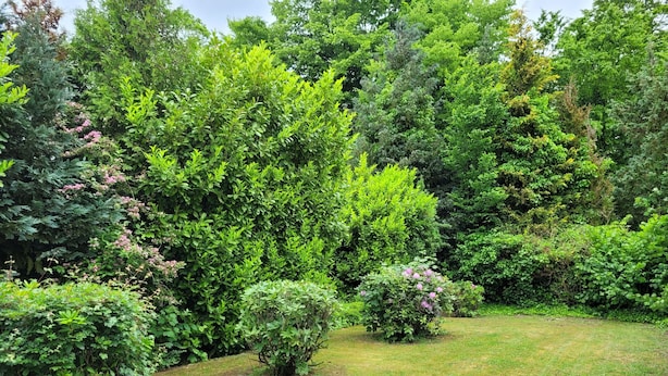 A lush garden with various shrubs and a well-maintained lawn. - DZ / 2-bed room 06_Ground floor - Guesthouse Am Schloss (Kramerhof)