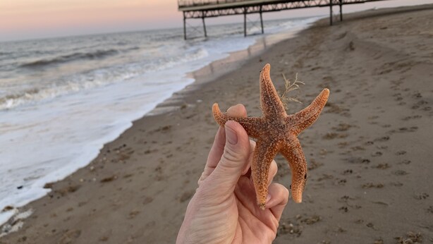 A hand holding a starfish on a beach with a pier in the background. - Beachside Home - Sleeps 5, Garden, Parking & Pets (Skegness)