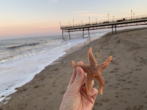 A hand holding a starfish on a beach with a pier in the background. - Beachside Home - Sleeps 5, Garden, Parking & Pets (Skegness)