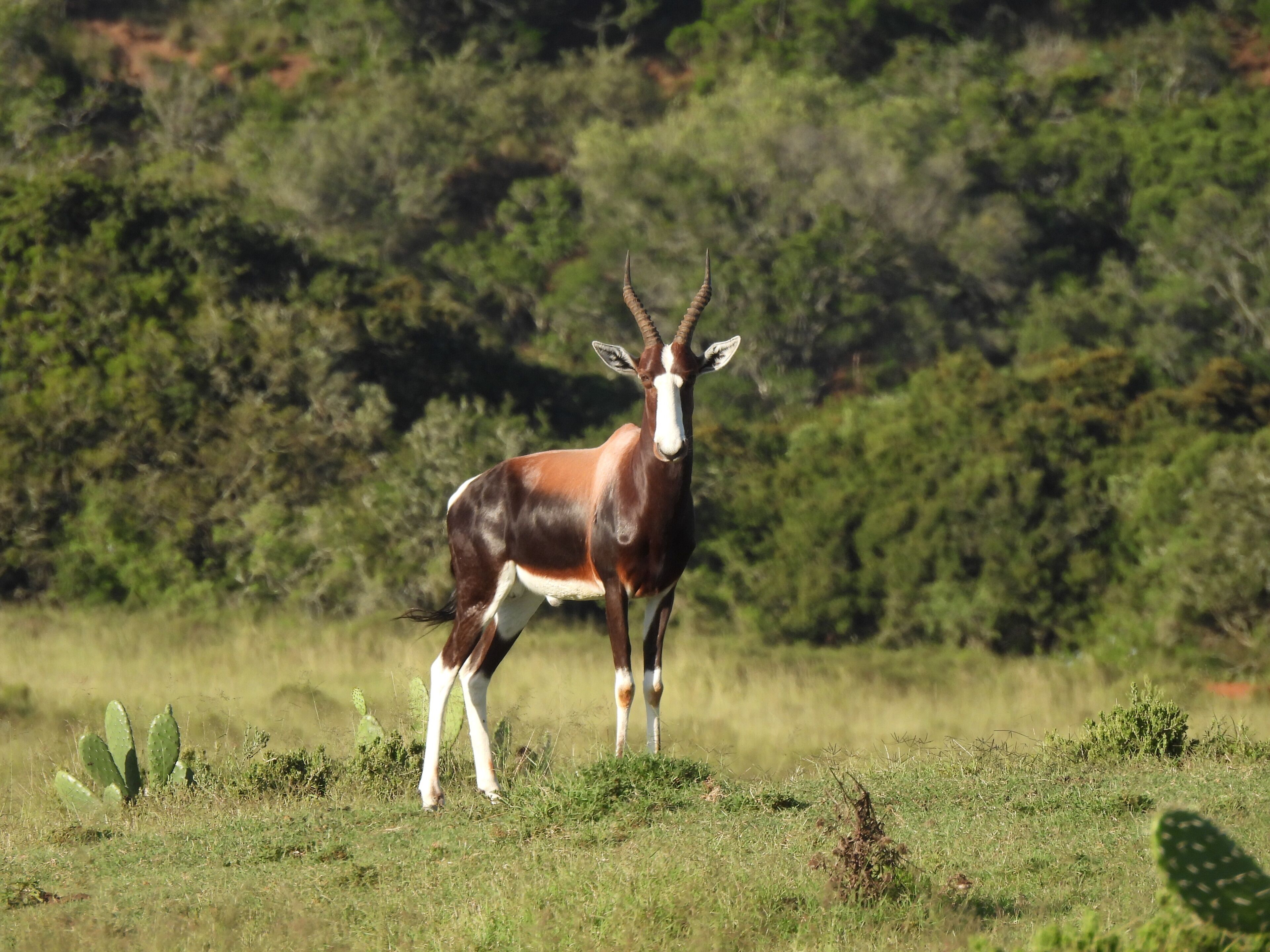Safari photo
