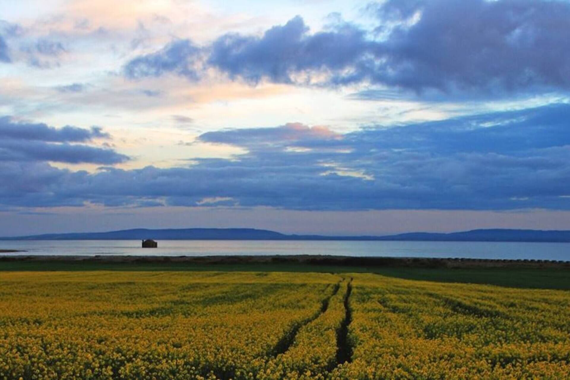 A field of yellow flowers with a distant view of a body of water and mountains under a cloudy sky.
