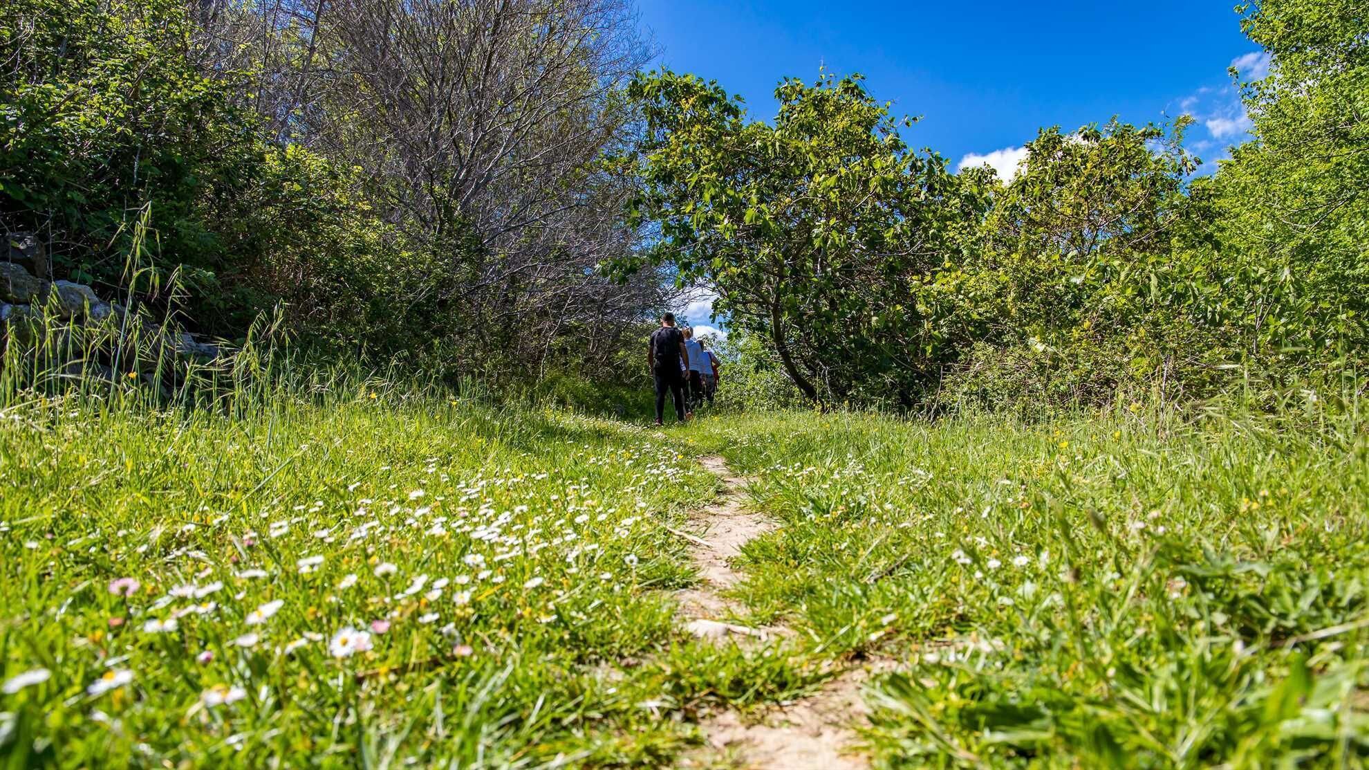 A natural path surrounded by greenery and trees.