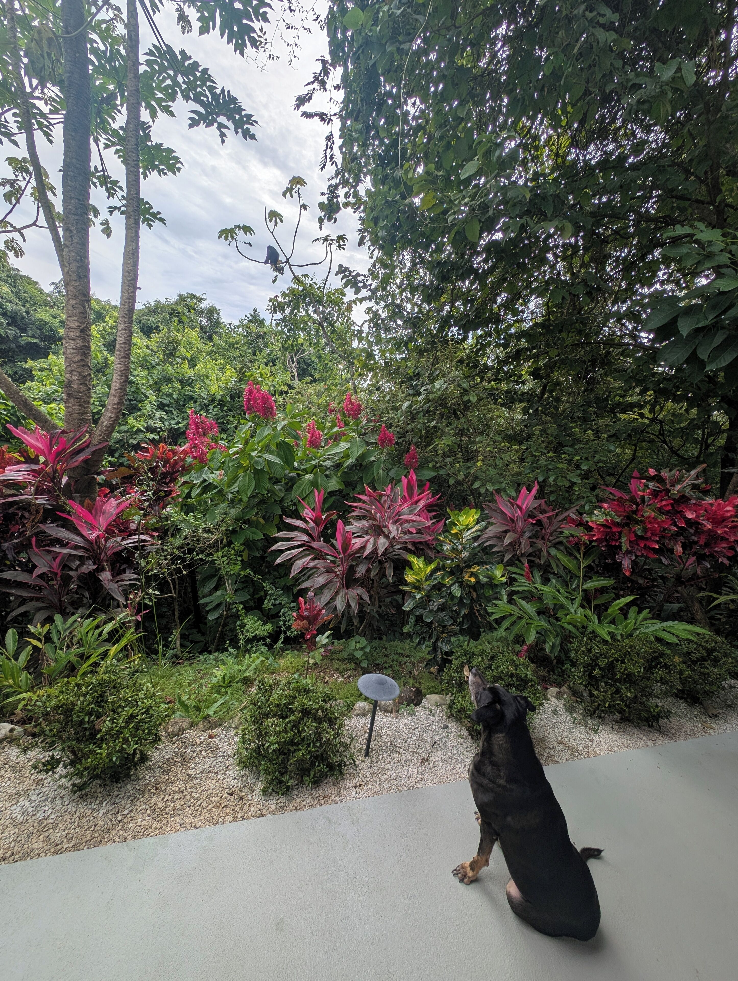 A dog in a garden with various plants and a bird feeder.