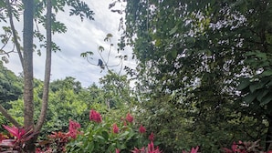 A dog in a garden with various plants and a bird feeder.