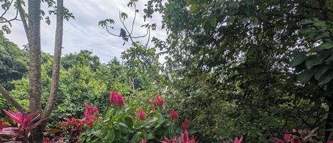 A dog in a garden with various plants and a bird feeder.