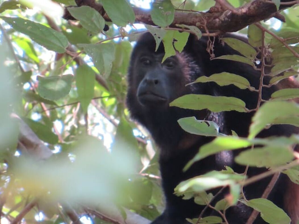 A gorilla partially obscured by foliage.