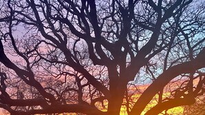 Un árbol en un área con césped y cielo despejado.